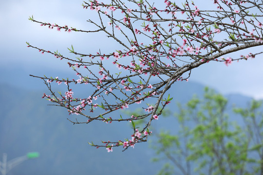 ThiÃªn ÄÆ°á»ng hoa ÄÃ o Äáº¹p cháº³ng kÃ©m Nháº­t Báº£n, HÃ n Quá»c lÃ  ÄÃ¢y chá»© ÄÃ¢u - áº¢nh 3.