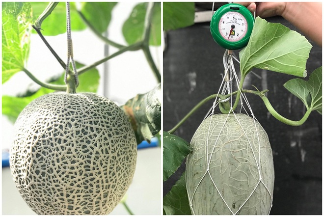 Mê mẩn vườn treo sân thượng, thu 4 tạ quả/ năm của ông bố ở Bình Dương - 11