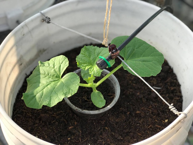 Mê mẩn vườn treo sân thượng, thu 4 tạ quả/ năm của ông bố ở Bình Dương - 8