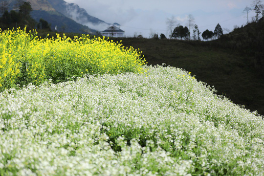 ThiÃªn ÄÆ°á»ng hoa ÄÃ o Äáº¹p cháº³ng kÃ©m Nháº­t Báº£n, HÃ n Quá»c lÃ  ÄÃ¢y chá»© ÄÃ¢u - áº¢nh 6.