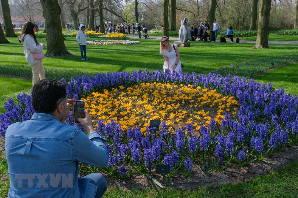 [Photo] Me dam voi thien duong hoa tulip Keukenhof tai Ha Lan hinh anh 2