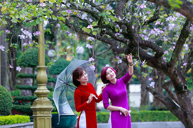 Hoa ban nở rộ khắp phố, chị em nườm nượp hoa ban no ro khap pho, chi em nuom nuop