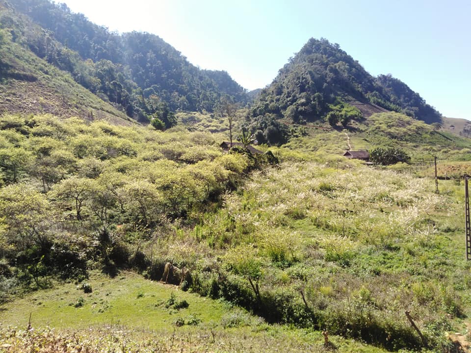 Mãn nhãn ngắm mùa hoa mận trên cao nguyên Mộc Châu hình ảnh 7 man nhan ngam mua hoa man tren cao nguyen moc chau hinh anh 7