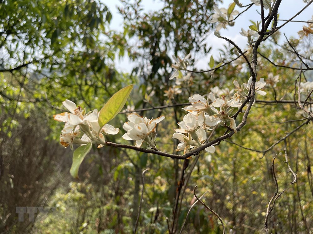 [Photo] Dinh Lung Cung - diem du lich trai nghiem hap dan o Yen Bai hinh anh 1