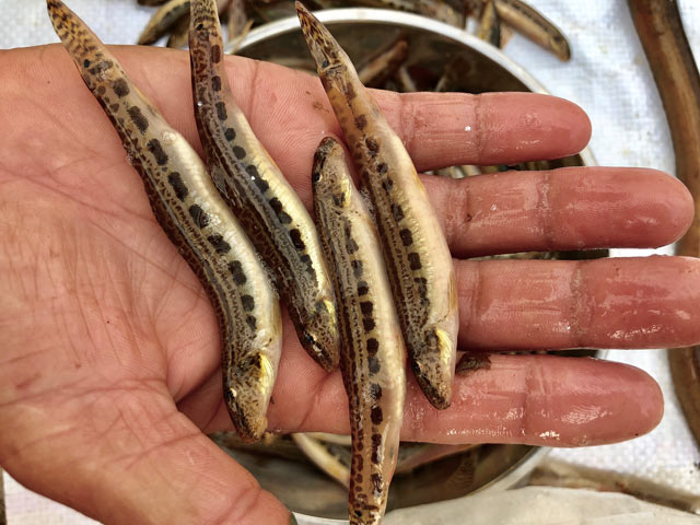 dac san hiem ca chach cat o vung nui: co tien chac gi da mua duoc hinh anh 2