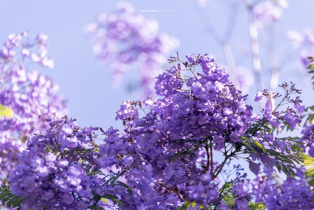 Cảnh sắc lãng mạn, đẹp như cổ tích ở Đà Lạt mùa phượng tím - 5