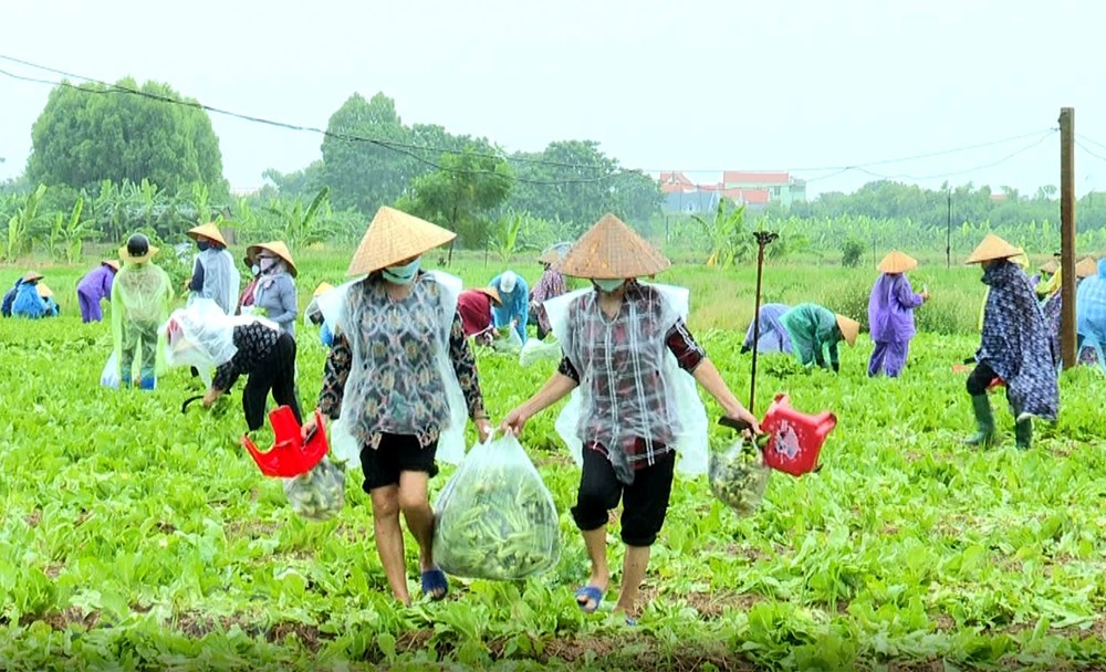 Phu nu Bac Ninh doi mua thu hoach nong san chi vien cho nguoi Ha Noi hinh anh 5