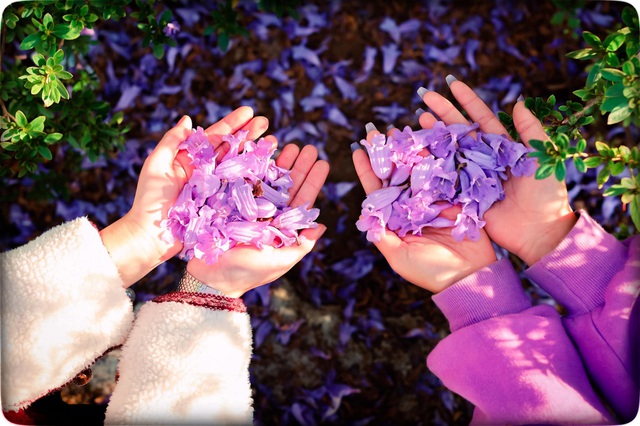 Cảnh sắc lãng mạn, đẹp như cổ tích ở Đà Lạt mùa phượng tím - 10