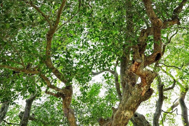 [Photo] Dung duoi vom duoi di san doc dao o xu Doai may trang bay hinh anh 7