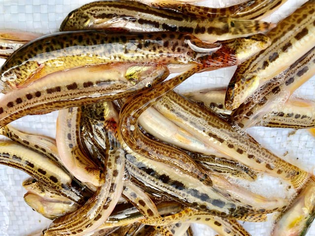 dac san hiem ca chach cat o vung nui: co tien chac gi da mua duoc hinh anh 6