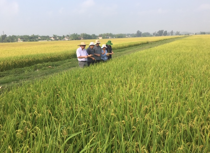 Xay dung thuong hieu gao Viet Nam: Nang vi the, tang gia tri hinh anh 1