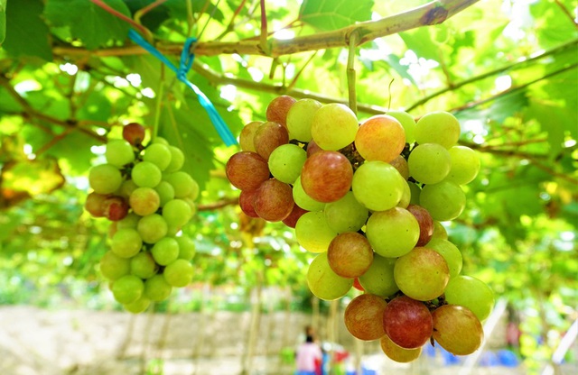 Chàng trai hô biến đất lúa thành vườn nho trĩu quả mê hoặc du khách - 2