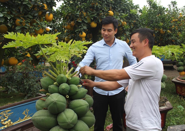 Đu đủ bonsai dáng siêu lạ, hút khách sành chơi dịp Tết - 4