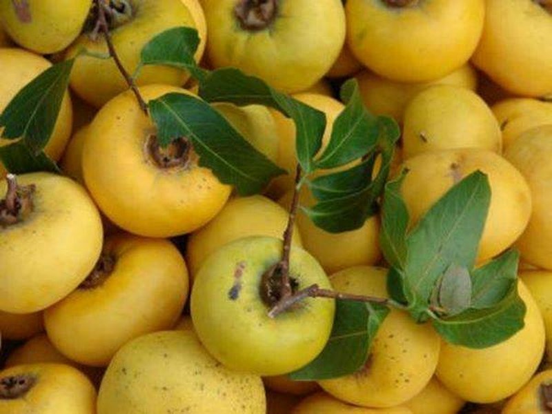 dac san mua thu ha noi khien ai di xa cung thay nho nao long hinh anh 2