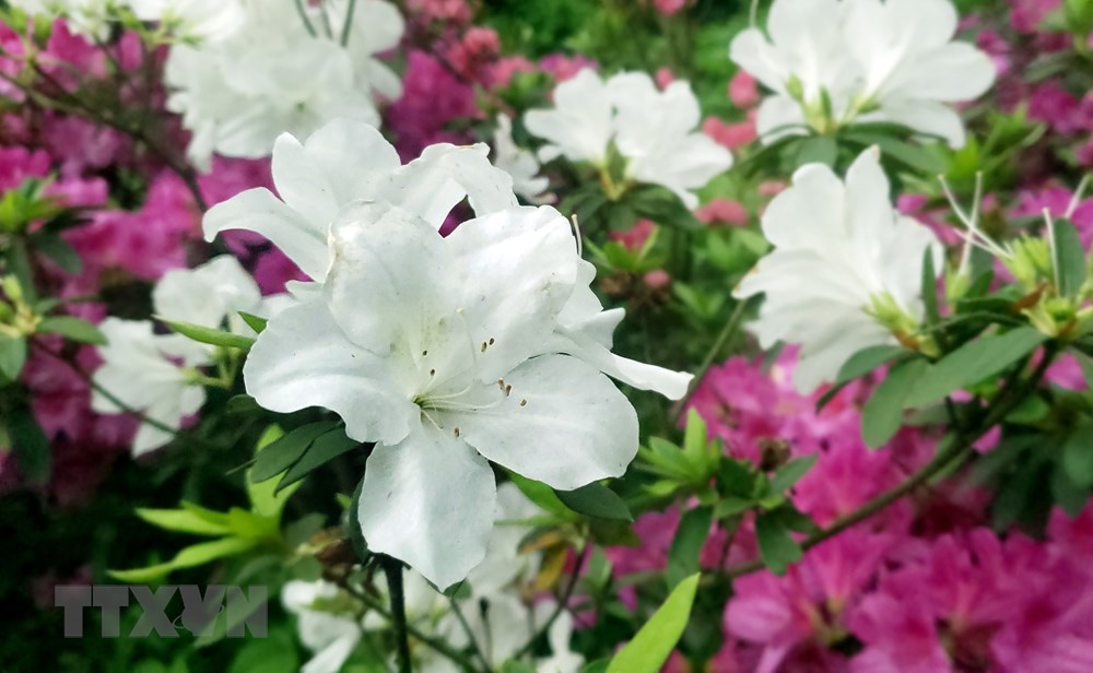 [Photo] Len Tam Dao ngam hoa do quyen bung no khoe sac hinh anh 8