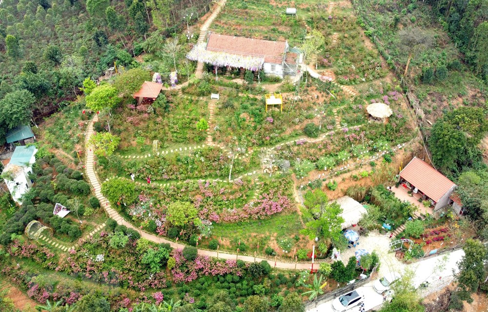 [Photo] Len Tam Dao ngam hoa do quyen bung no khoe sac hinh anh 2