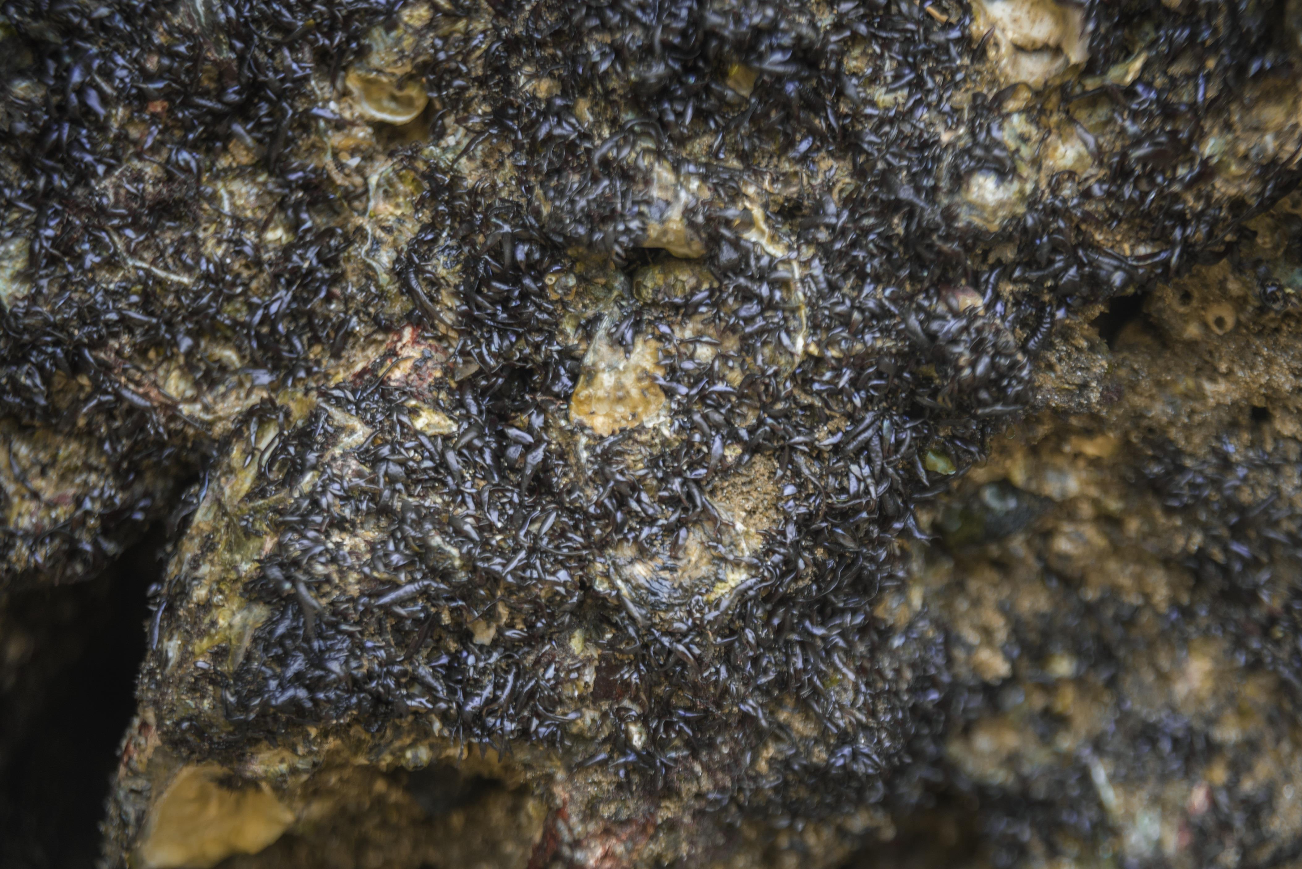 Lạ kỳ thứ bánh làm từ rau cạo ở biển, ăn kèm với cá kho mới ngon hình ảnh 1 la ky thu banh lam tu rau cao o bien, an kem voi ca kho moi ngon hinh anh 1