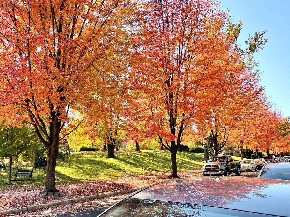 [Photo] Dam minh trong khong gian mua Thu vang o nuoc My hinh anh 3