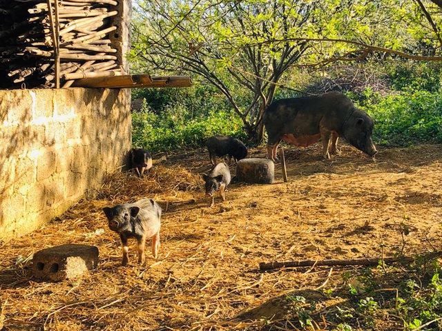 Mê mẩn những cánh Äá»ng hoa Äẹp như thiên ÄÆ°á»ng á» Má»c Châu - 6