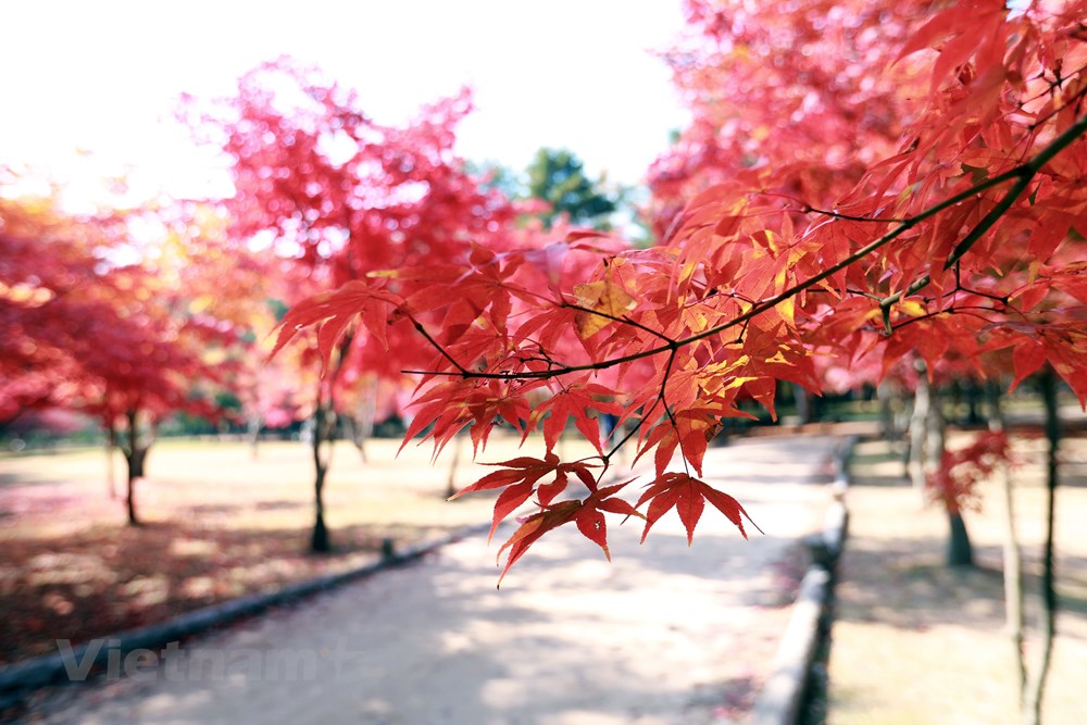 Han Quoc: Dao Nami tro thanh diem hut khach du lich thoi ky hau COVID hinh anh 2