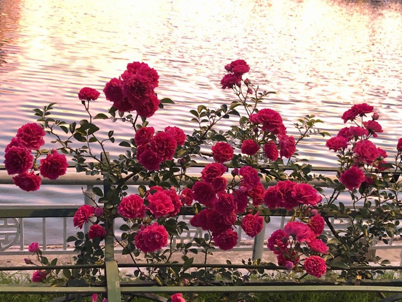 fansipan dep me hoac mua nang moi, gia ve cap treo giam 250.000 dong hinh 3