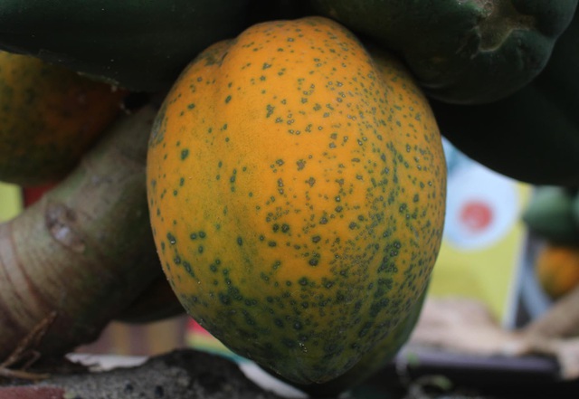 Đu đủ bonsai dáng siêu lạ, hút khách sành chơi dịp Tết - 2