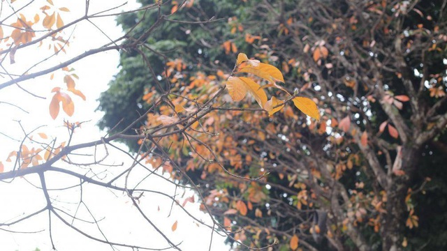 Nao lÃ²ng vá»i HÃ  Ná»i mÃ¹a cÃ¢y thay lÃ¡ - 5