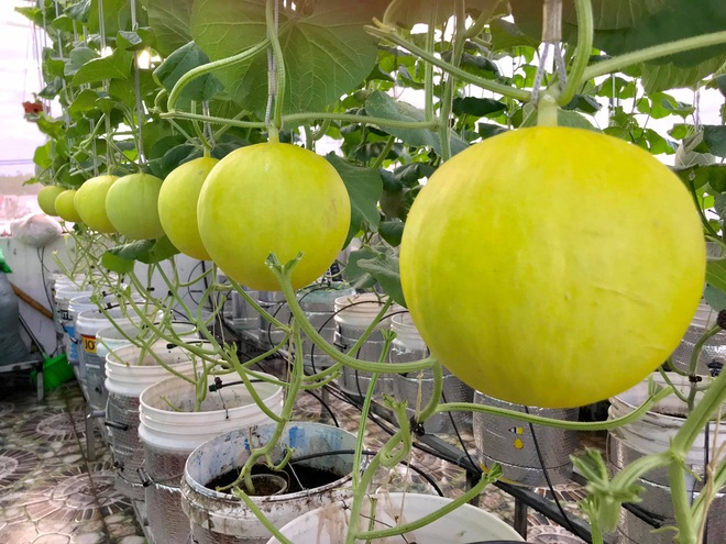 Mê mẩn vườn treo sân thượng, thu 4 tạ quả/ năm của ông bố ở Bình Dương - 6