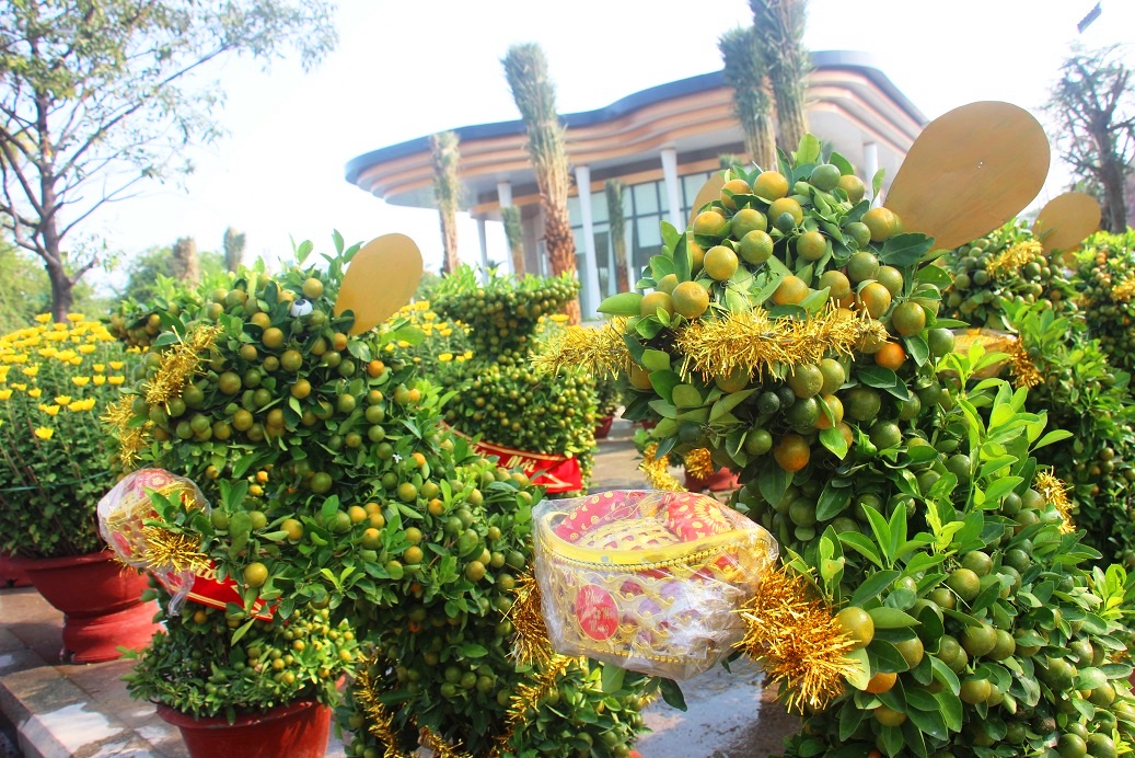 Ngắm đàn chuột độc lạ từ quất bonsai 7 triệu/chậu khách khuân ầm ầm hình ảnh 4 ngam dan chuot doc la tu quat bonsai 7 trieu/chau khach khuan am am hinh anh 4