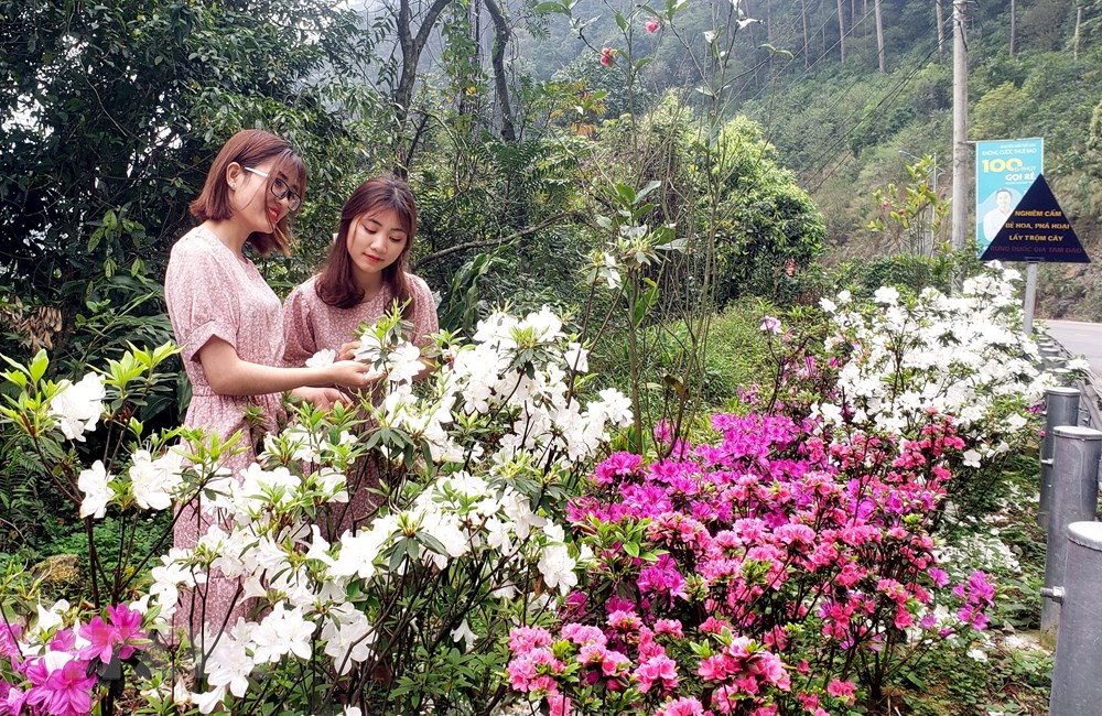 [Photo] Len Tam Dao ngam hoa do quyen bung no khoe sac hinh anh 10