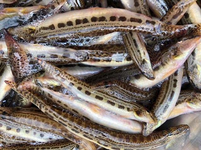 dac san hiem ca chach cat o vung nui: co tien chac gi da mua duoc hinh anh 1