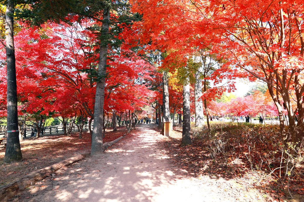 Han Quoc: Dao Nami tro thanh diem hut khach du lich thoi ky hau COVID hinh anh 1