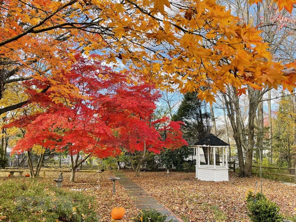 [Photo] Dam minh trong khong gian mua Thu vang o nuoc My hinh anh 6