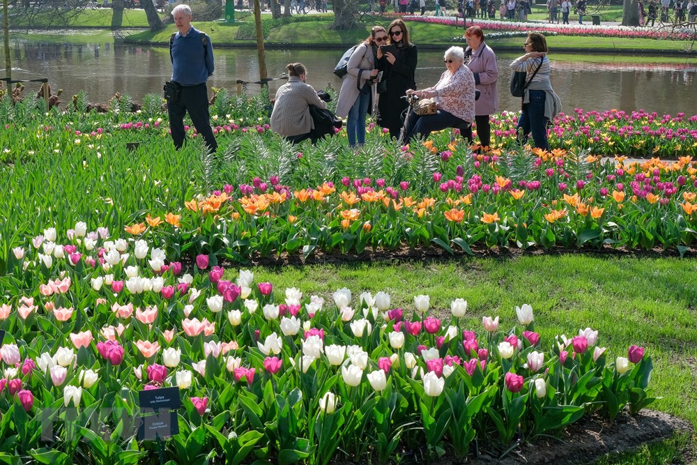 [Photo] Me dam voi thien duong hoa tulip Keukenhof tai Ha Lan hinh anh 5