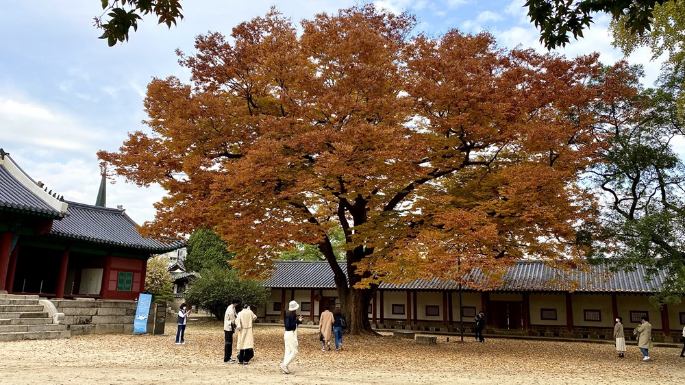 Ngam mua Thu vang dep den nao long tai xu so Kim Chi hinh anh 22