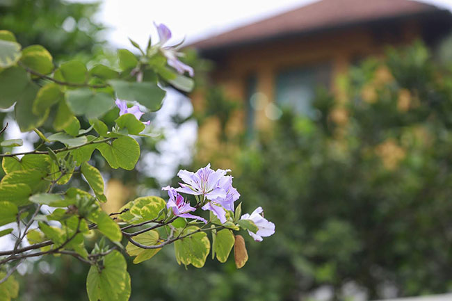 Hoa ban nở rộ khắp phố, chị em nườm nượp hoa ban no ro khap pho, chi em nuom nuop