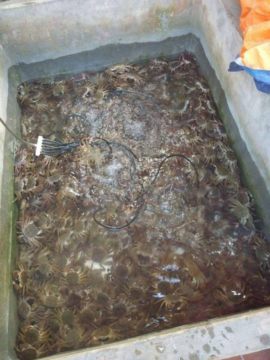 kỳ lạ dạc sản ngon hét nác cua da ỏ vùng que quan họ hinh anh 1