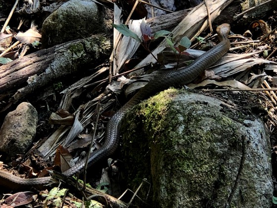 Cáp treo Fansipan – Tình người trong gian khó ảnh 3