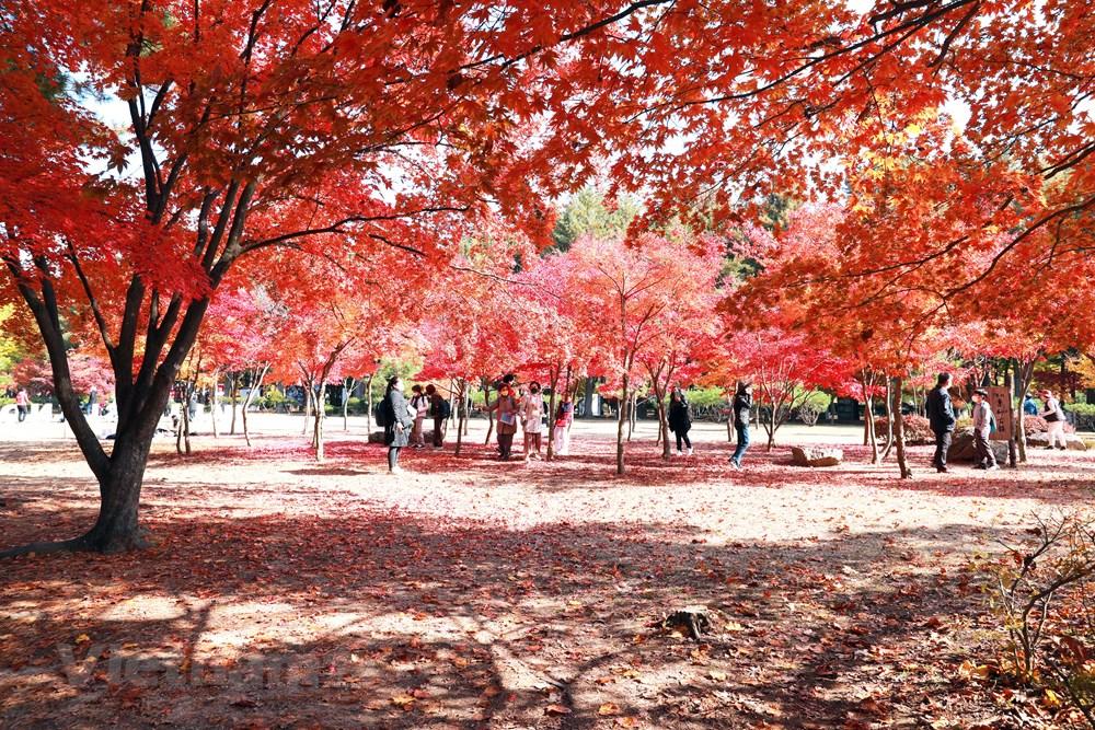 Han Quoc: Dao Nami tro thanh diem hut khach du lich thoi ky hau COVID hinh anh 5