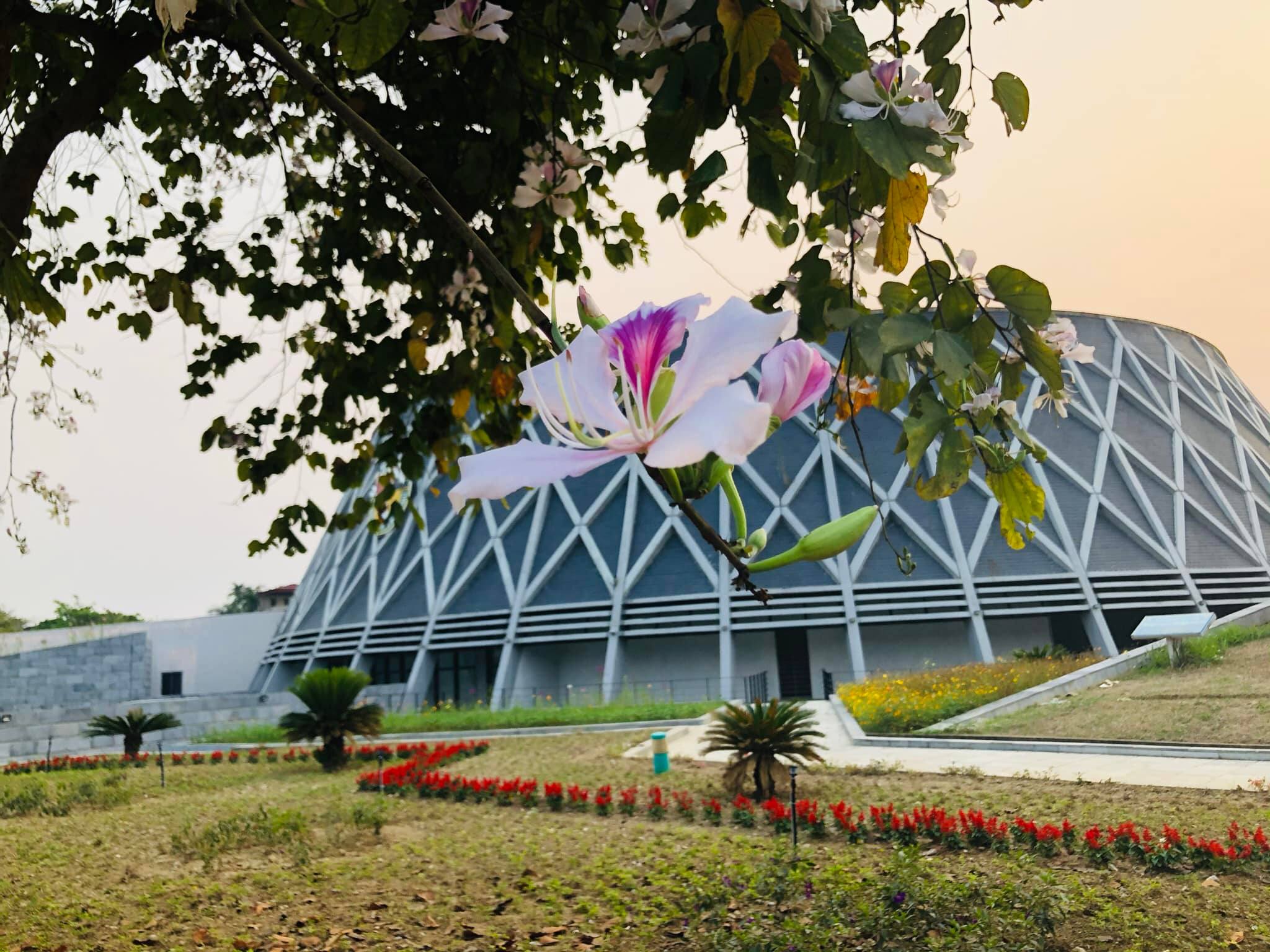 Có thể là hình ảnh về hoa và ngoài trời