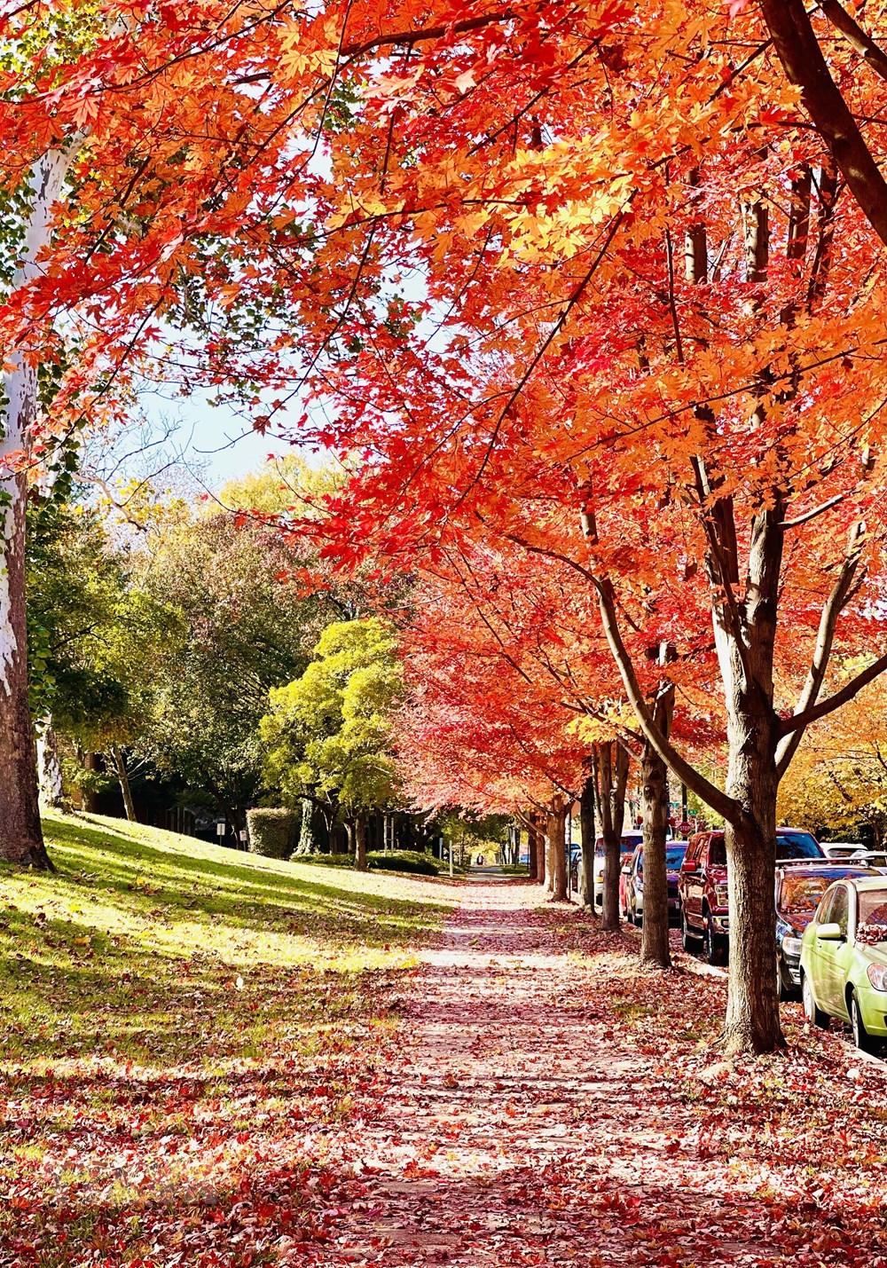 [Photo] Dam minh trong khong gian mua Thu vang o nuoc My hinh anh 2