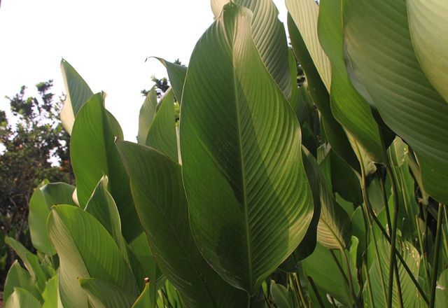 Hồ hởi thu hoạch ngọc xanh, dân Hà Nội kiếm tiền triệu mỗi ngày dịp Tết - 8