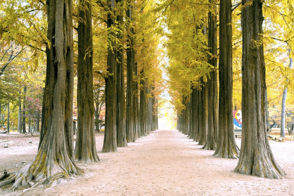 Han Quoc: Dao Nami tro thanh diem hut khach du lich thoi ky hau COVID hinh anh 16