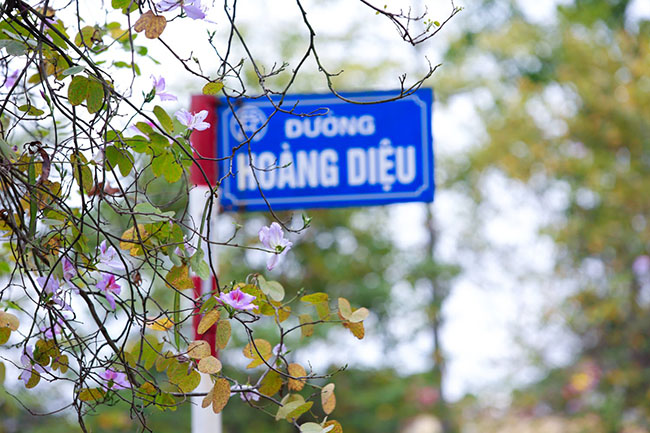 Hoa ban nở rộ khắp phố, chị em nườm nượp hoa ban no ro khap pho, chi em nuom nuop