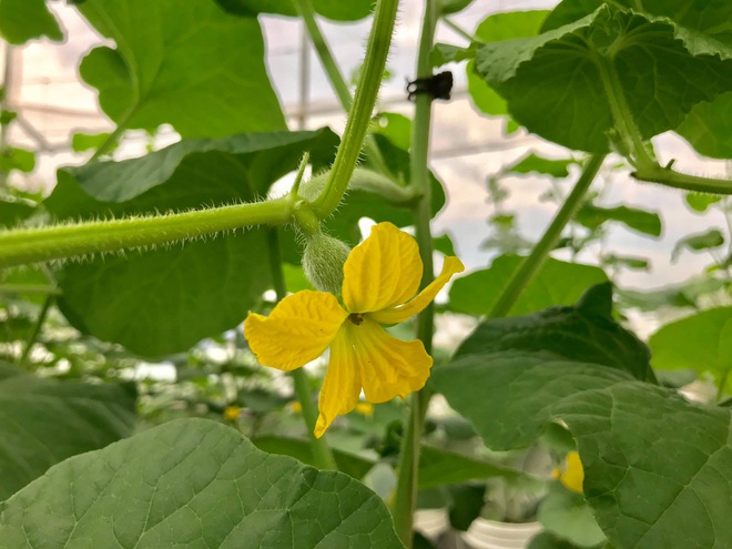 Mê mẩn vườn treo sân thượng, thu 4 tạ quả/ năm của ông bố ở Bình Dương - 10