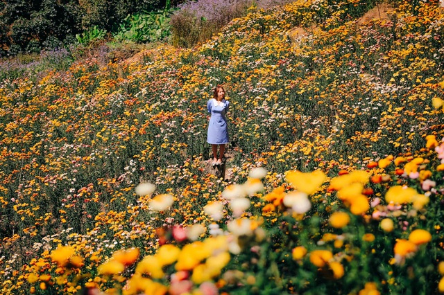 Cảnh sắc như trong truyện tranh ở rừng hoa bất tử tại Đà Lạt - 1