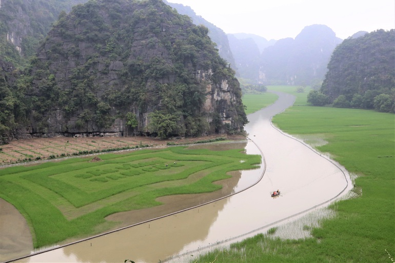 Trầm trồ cánh đồng lúa hình lá cờ hội khổng lồ đẹp như tranh ở Tam Cốc - 7