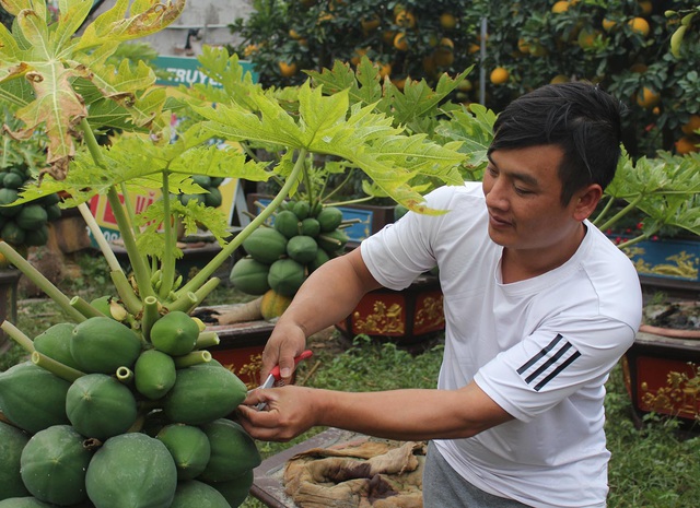 Đu đủ bonsai dáng siêu lạ, hút khách sành chơi dịp Tết - 3