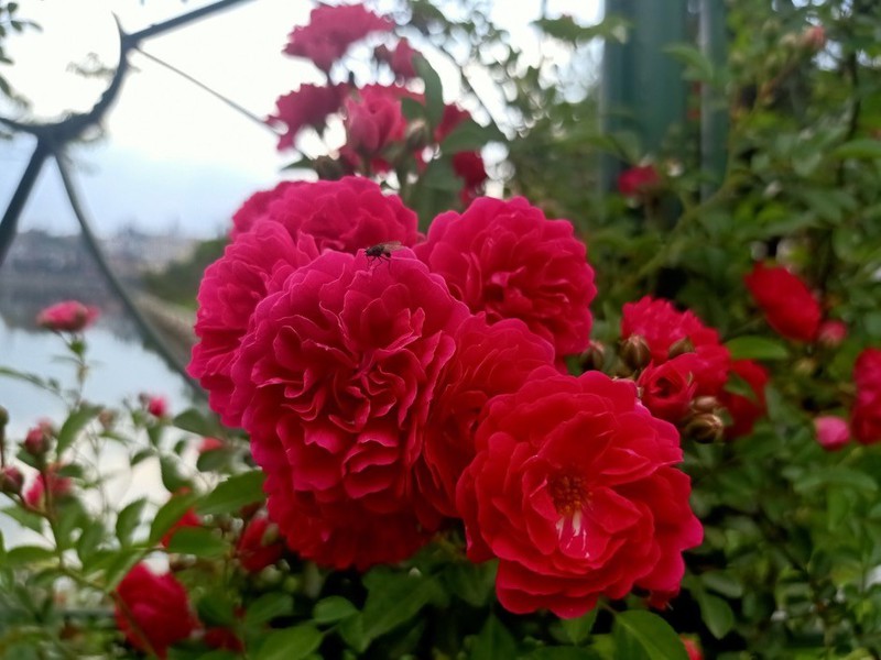 fansipan dep me hoac mua nang moi, gia ve cap treo giam 250.000 dong hinh 2