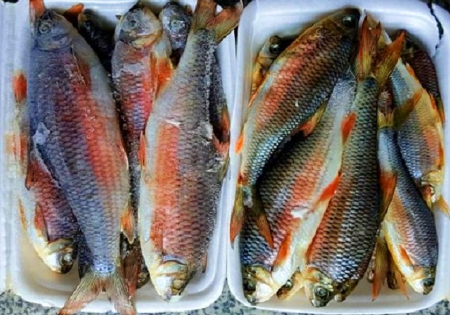 Về Bình Định thưởng thức món cá lạ, chỉ vượt thác để sinh sản - 3